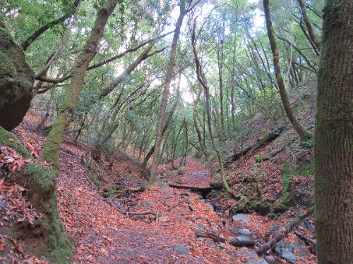 Digital Well-Being & Forest Therapy Walk 1