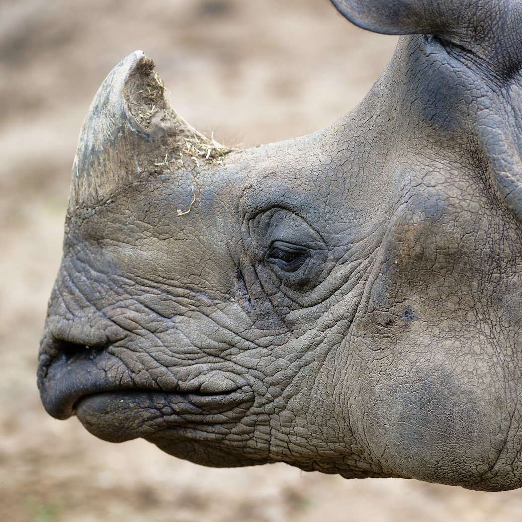 Touroparc Zoo 2