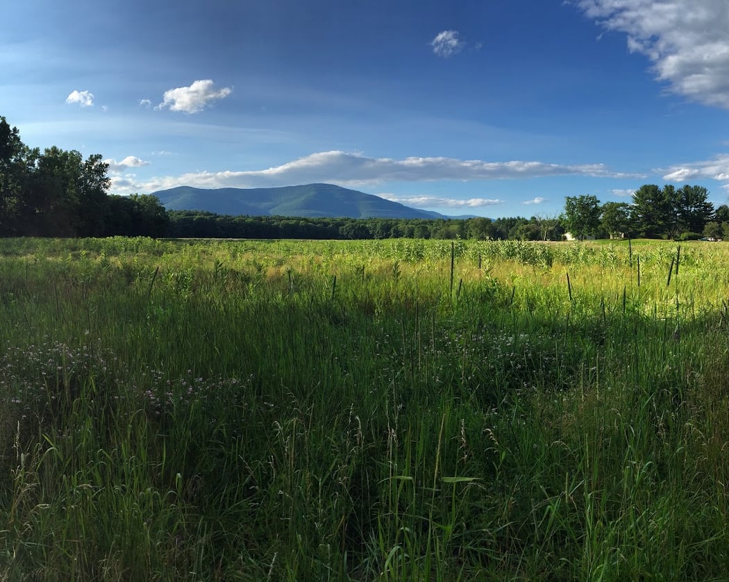 Thorn Preserve - Catskill Center 2