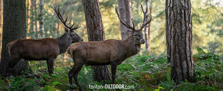 Forest of Rambouillet 3