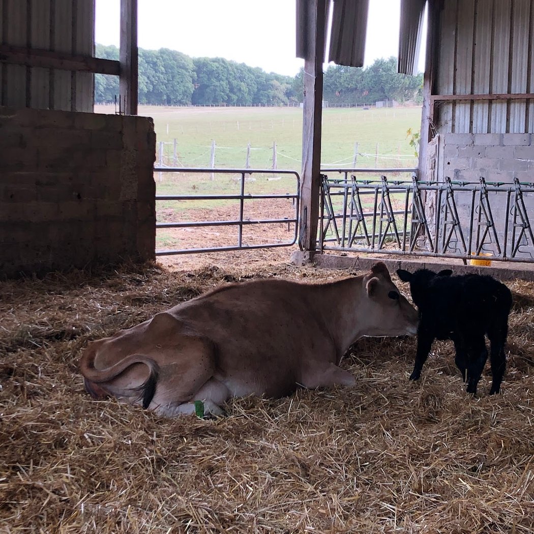 Ferme De Saint Corentin 3