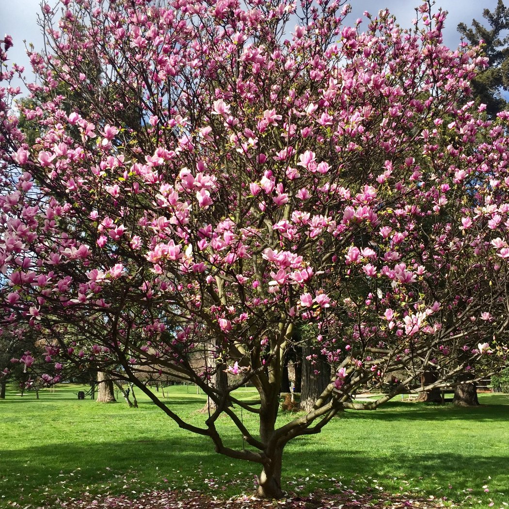 Cuesta Park 5