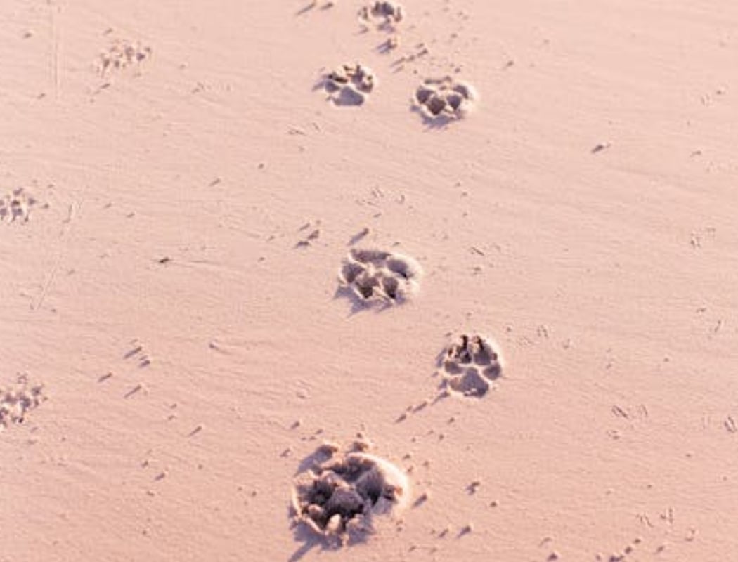 Homeschool Program: Tracking 1
