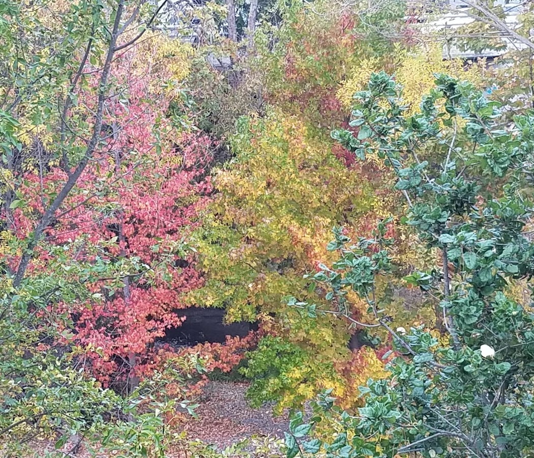 Los Gatos Creek Trail and Bridge 3