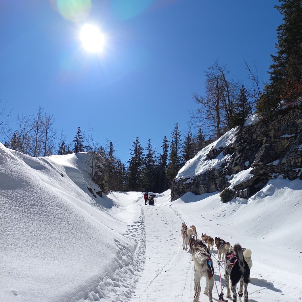 La Ferme des Chiens de Traineaux 3