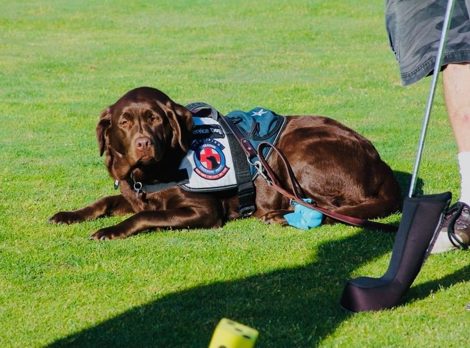Pets For Vets