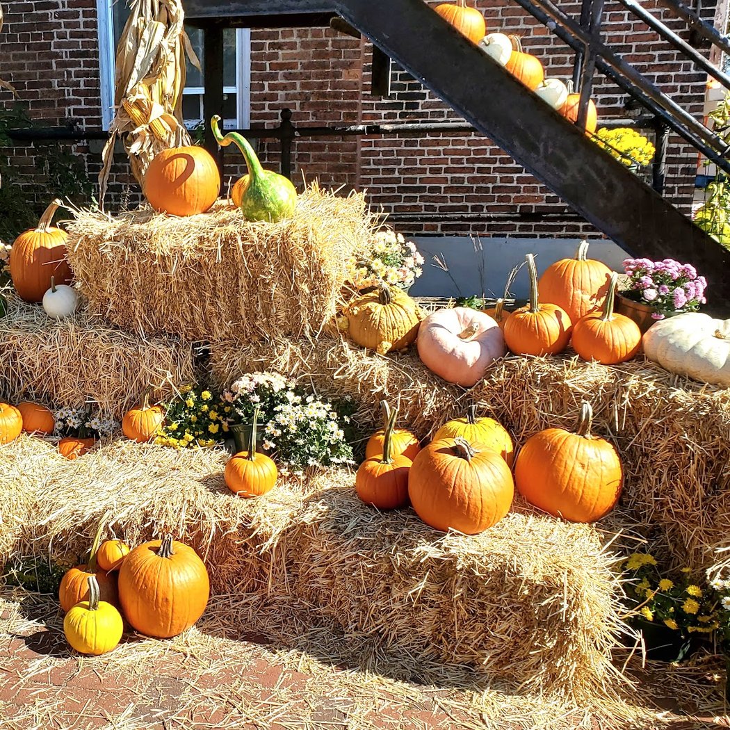 Pumpkin Picking & Crafts 3