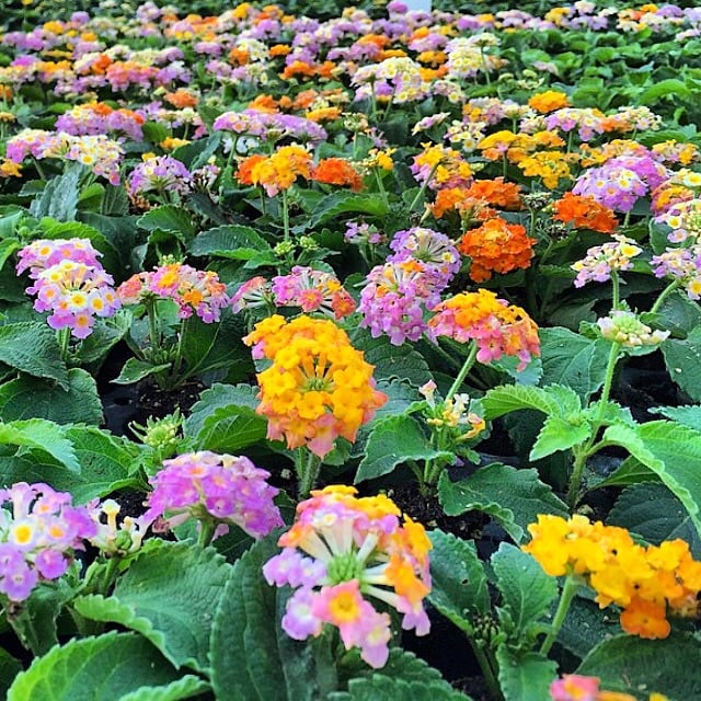 Anthony Gallo Landscaping & Nursery 2