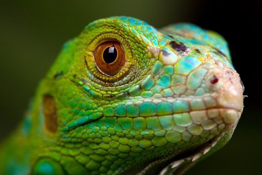 World Lizard Day 1