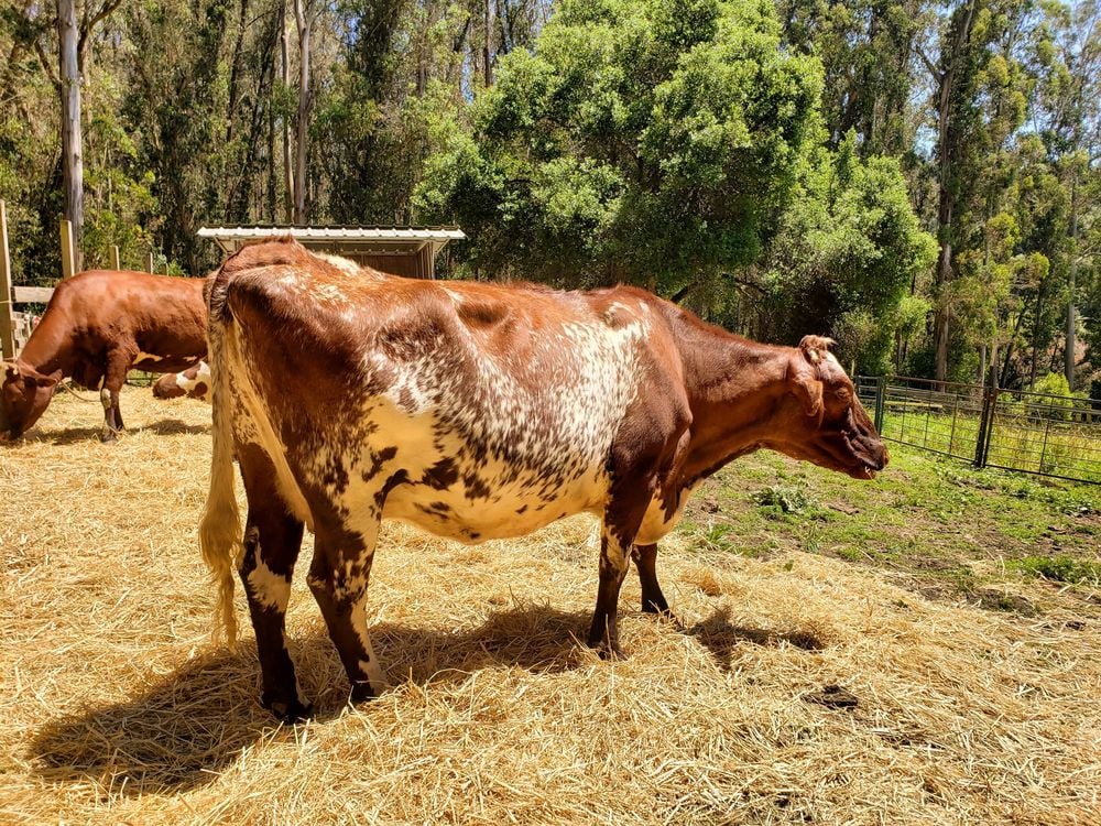 Ruminant Ramble