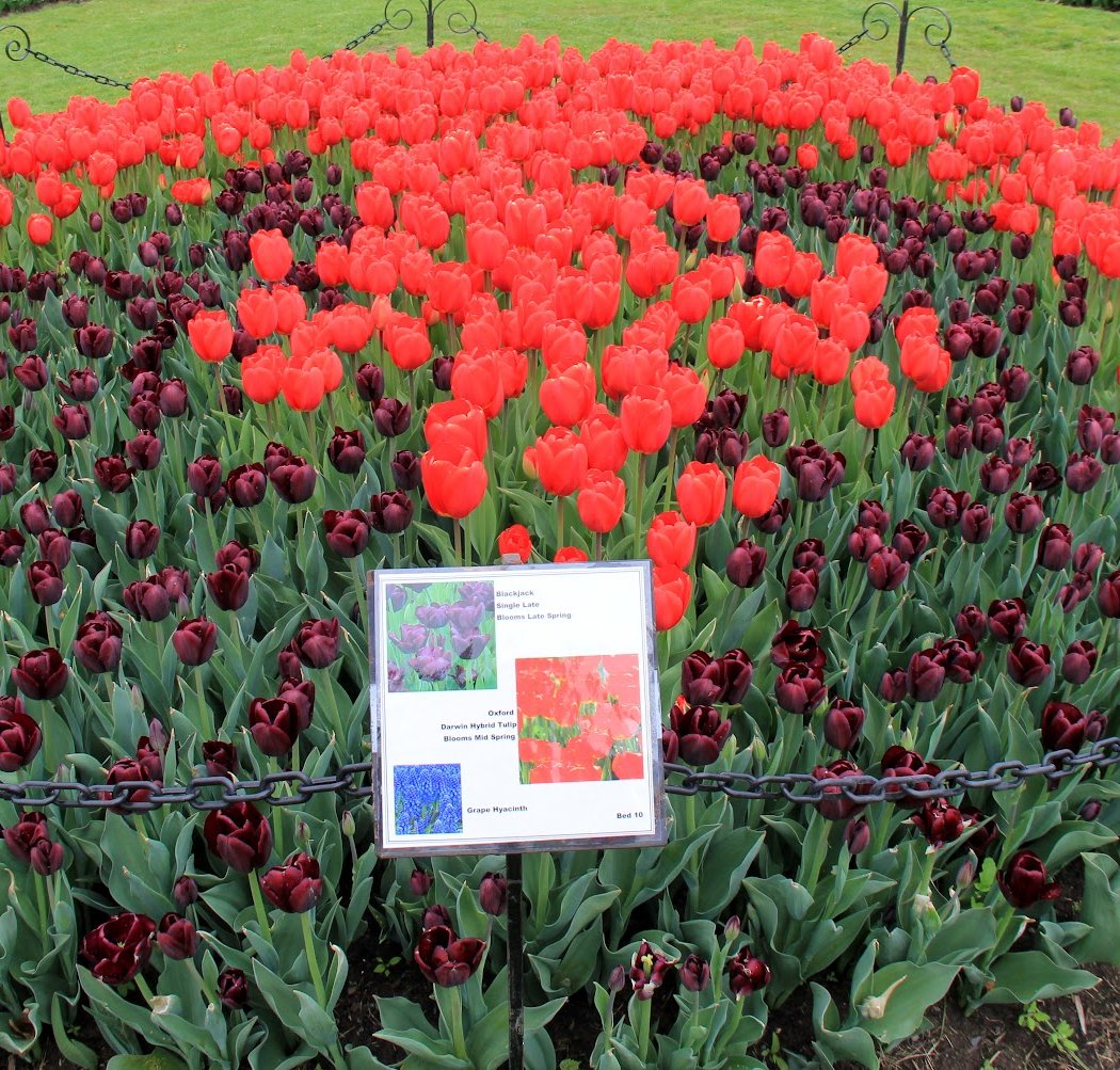 TulipFestival 3