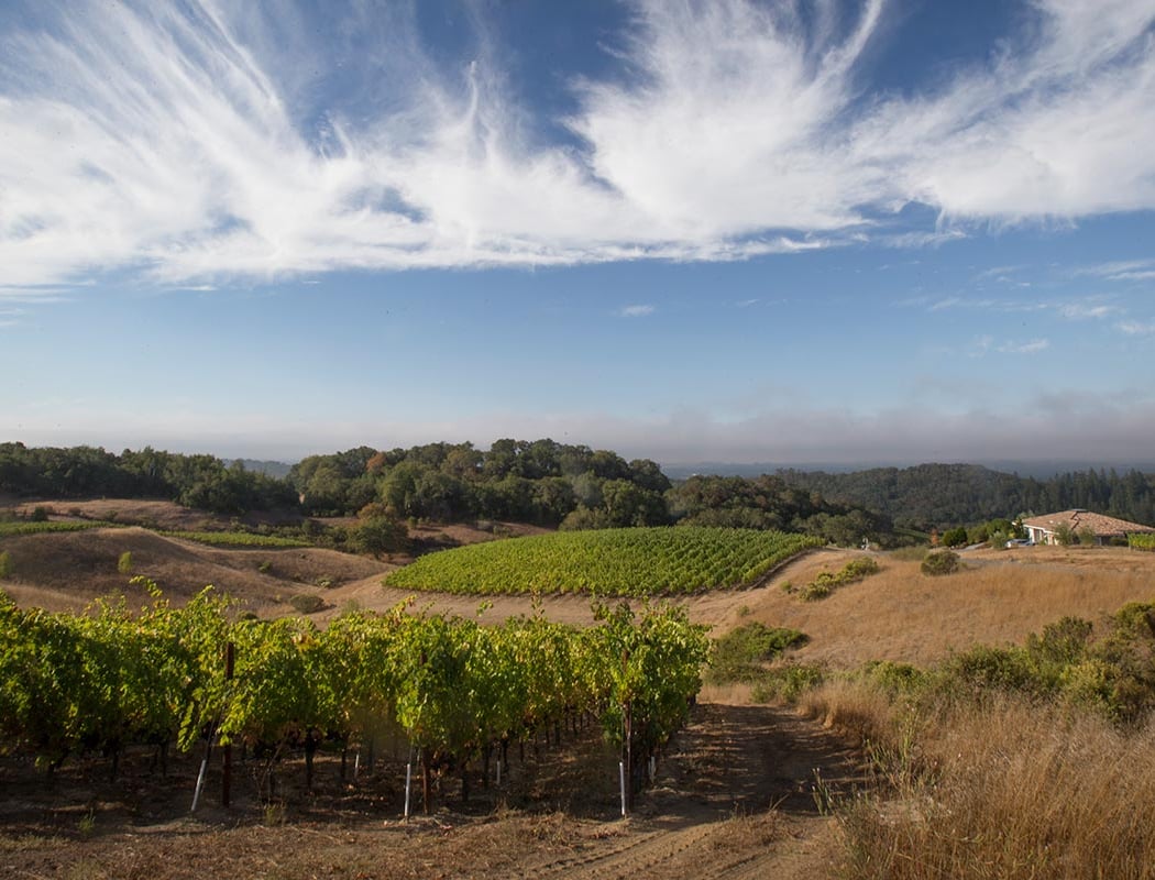 Calluna Vineyards 3