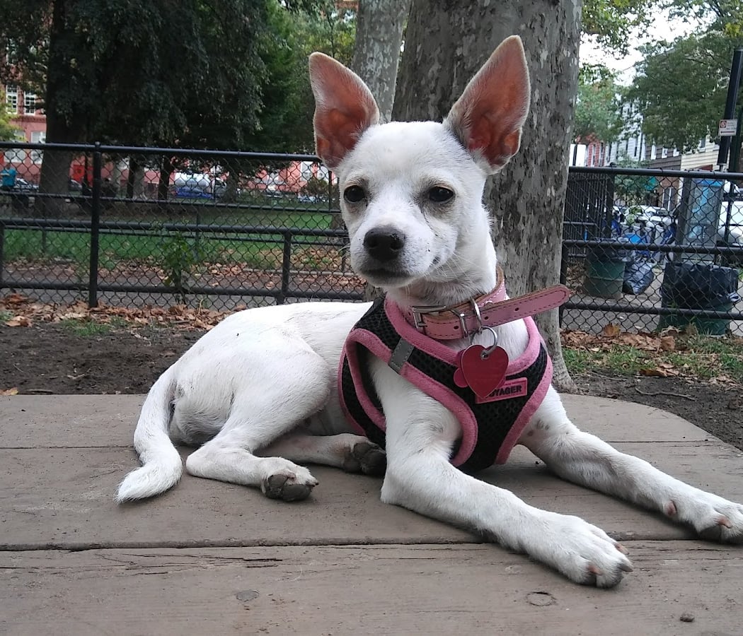 McGrowl-Lick Park Dog Run 1