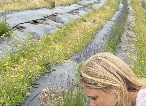 Point Reyes Lavender CO. 2