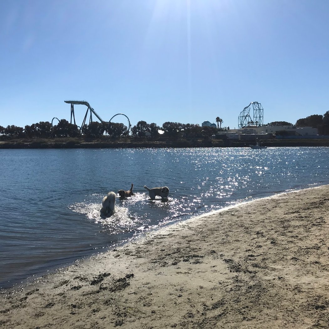 Fiesta Island Dog Park 2