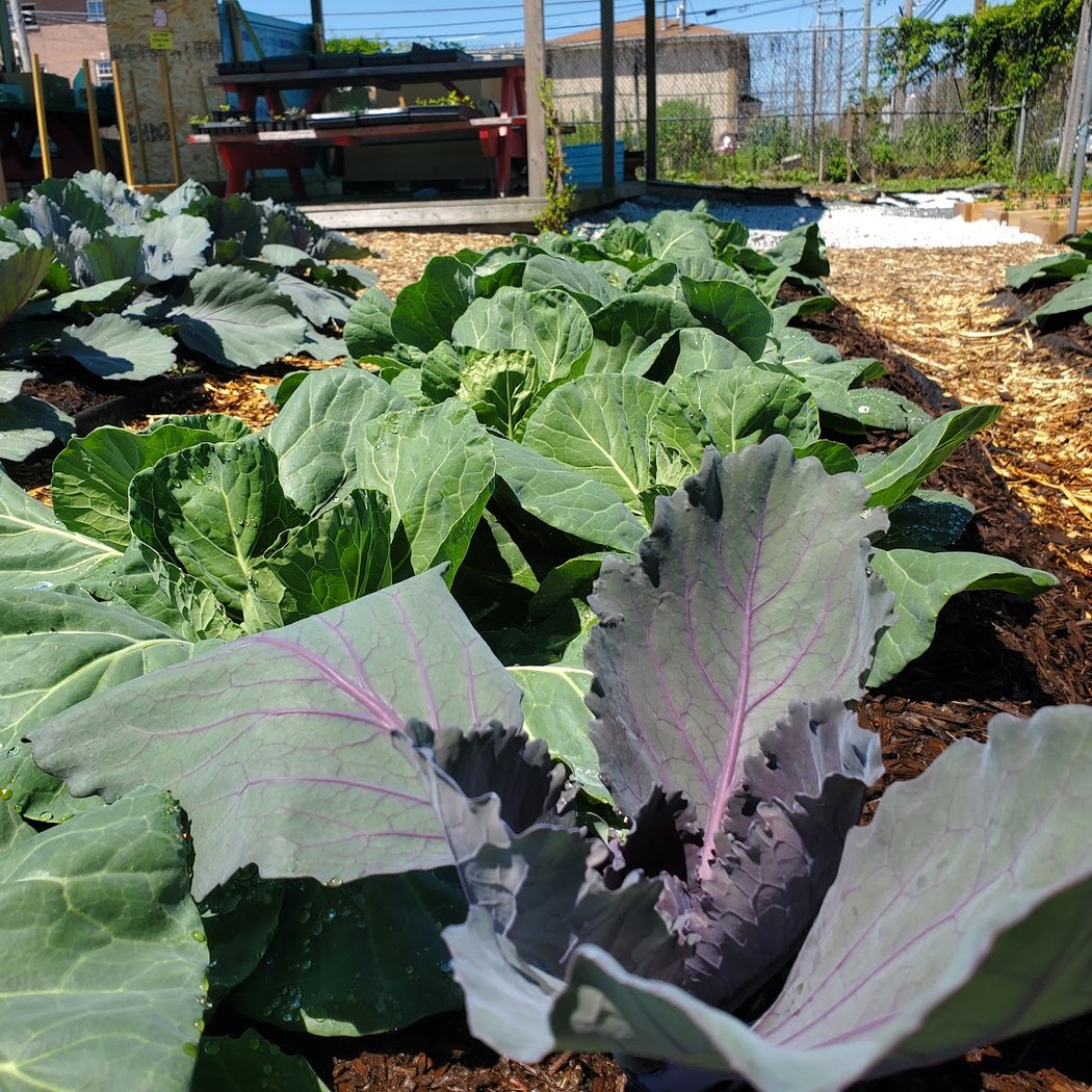 Far Rock Urban Agro Education Center 2