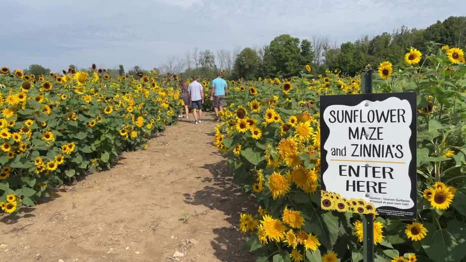 Apple & Sunflower Fest 3
