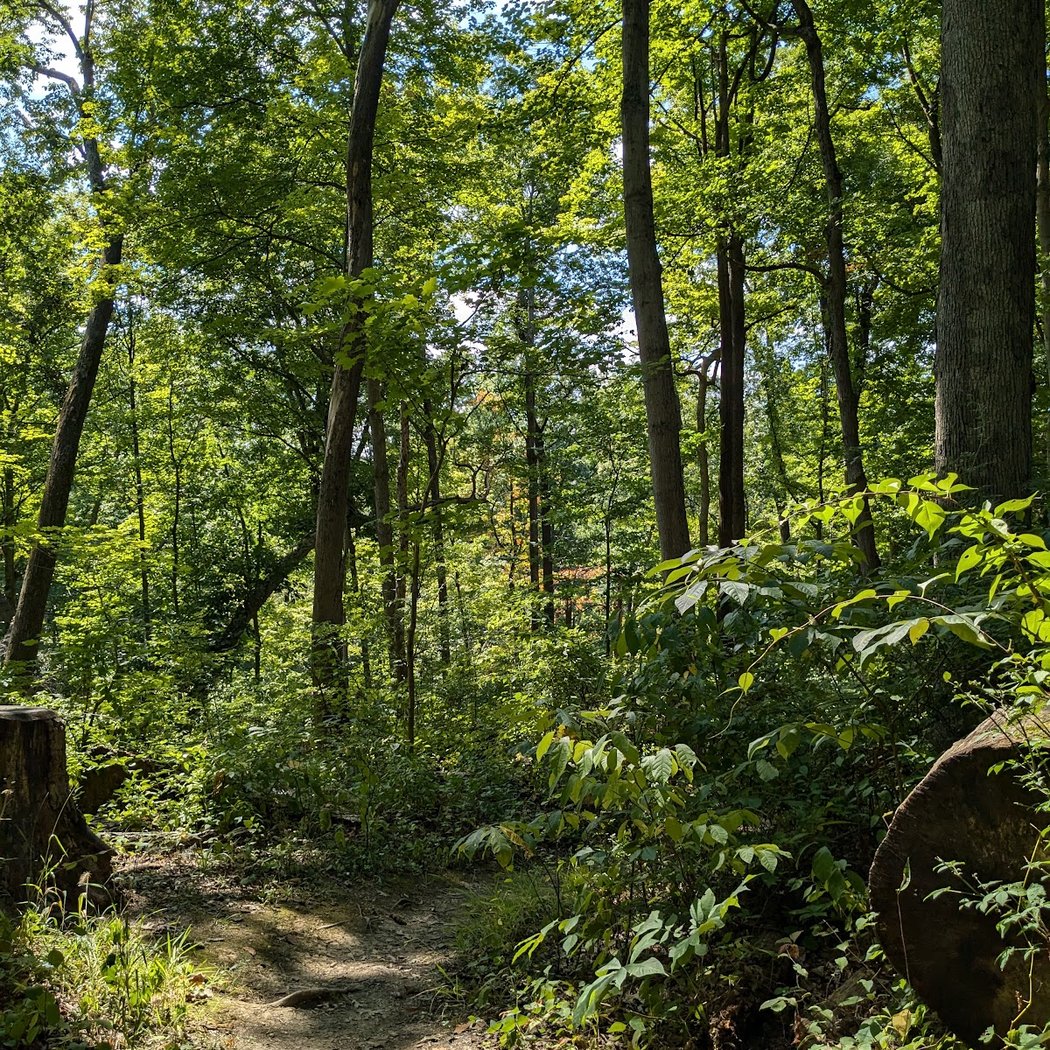 California Woods Nature Preserve 3