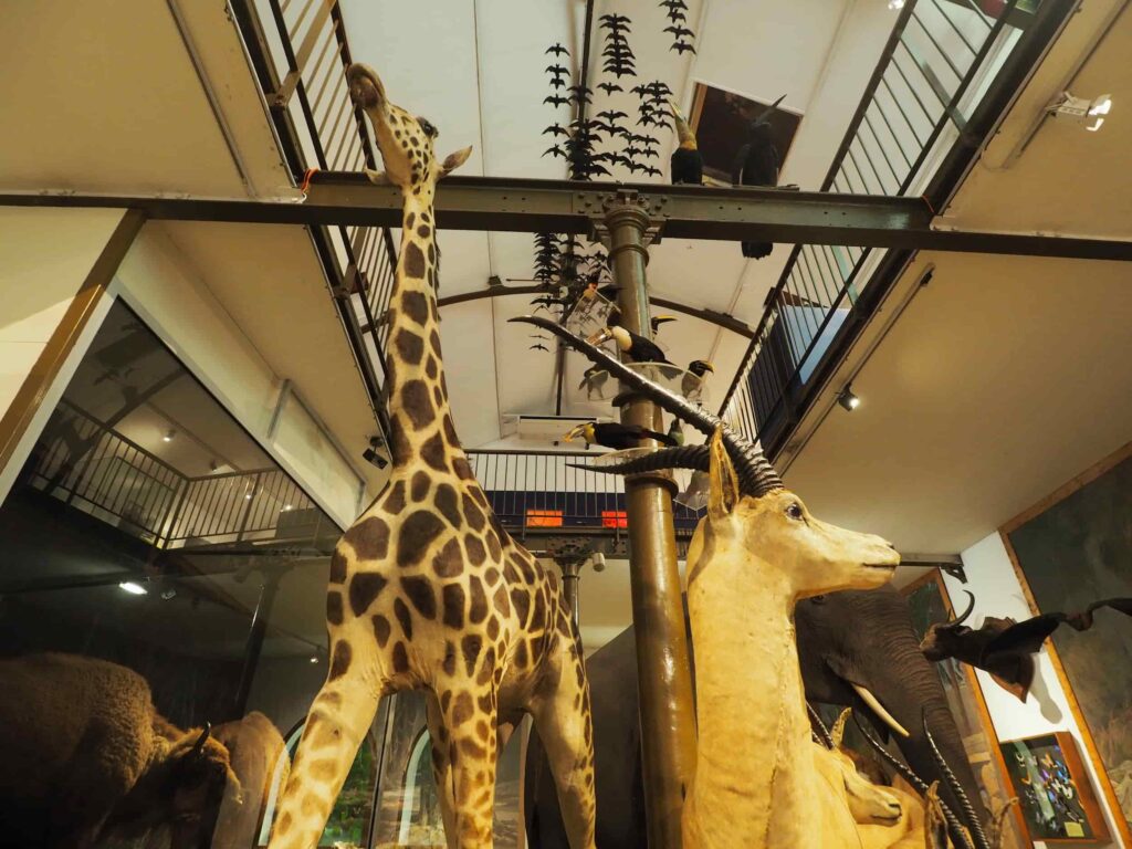 Muséum d'Histoire Naturelle 2