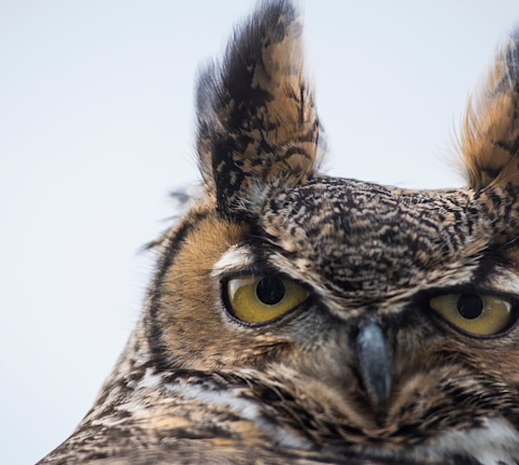 Peninsula Open Space Trust: Raptor Encounter 2