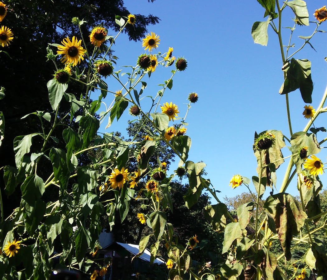 Hattie Carthan Community Garden 3