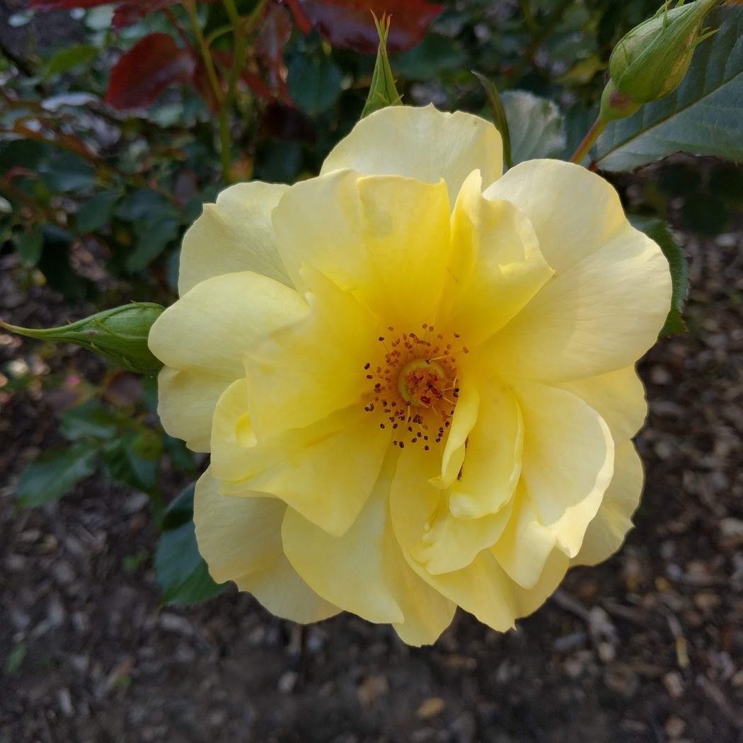 Burlingame Parks Department-Trees 1