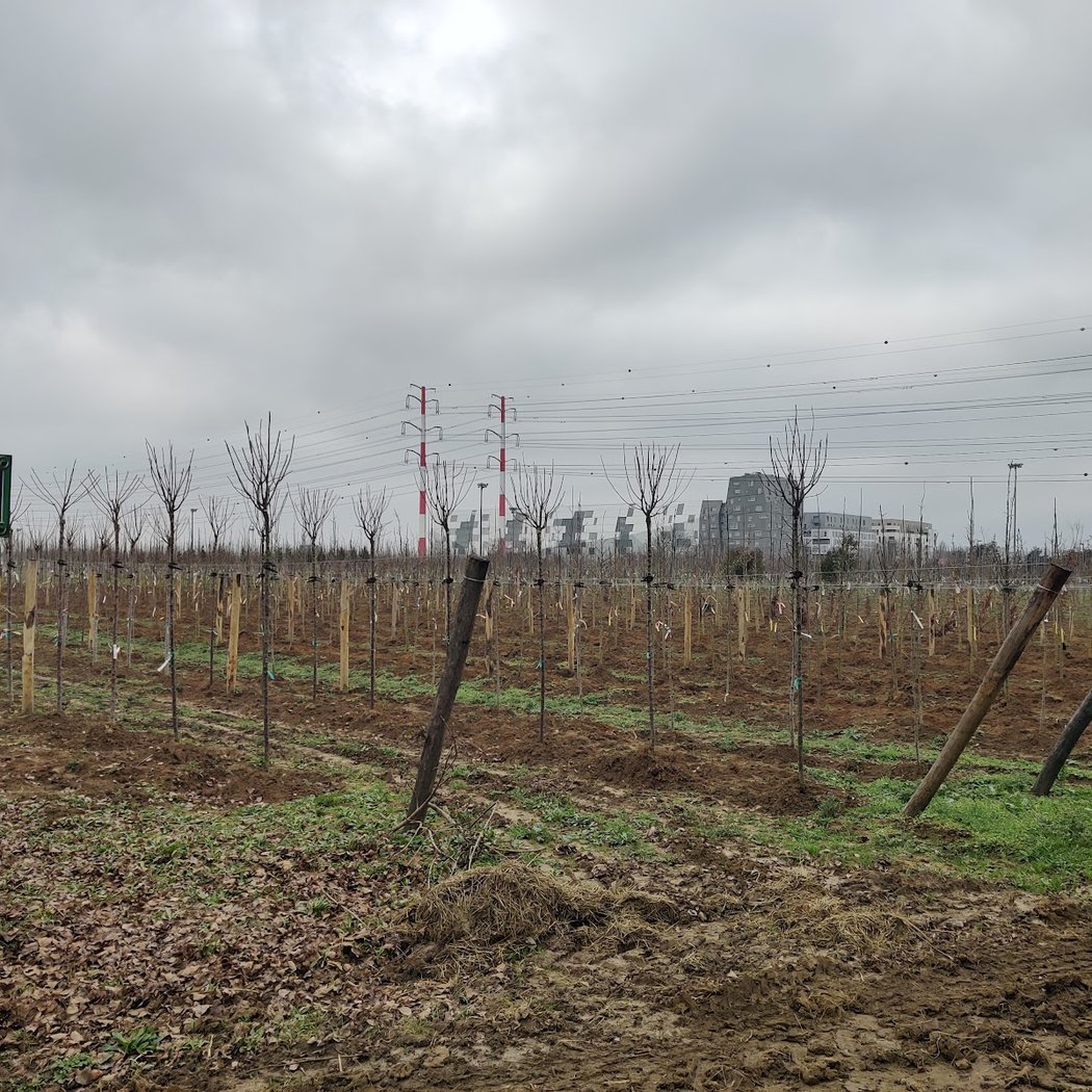 Centre horticole de Rungis (Ville de Paris) - Serres de l'Ormeteau 2