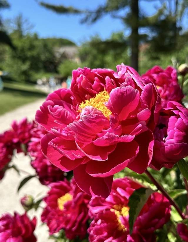 Peony Bloom 3