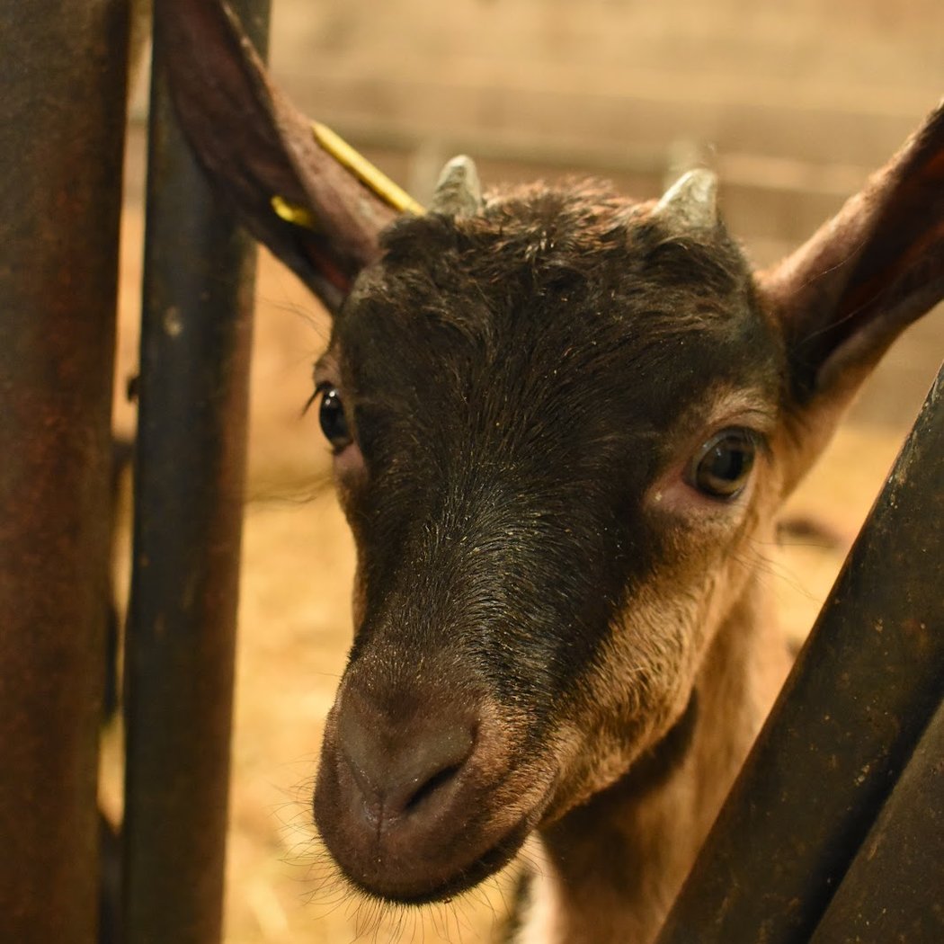 FERME BIOLOGIQUE GAEC PLAINE DE FOUMARD 1