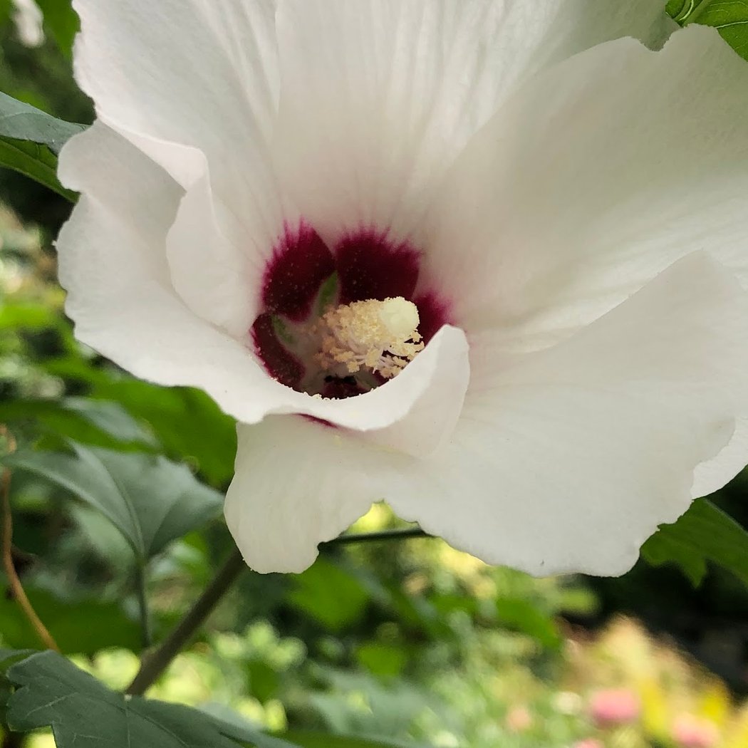 Hands-on Workshop on Flowering Trees 3