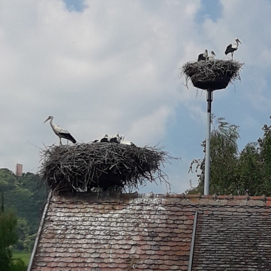 Stork Park Discovery Tour 2
