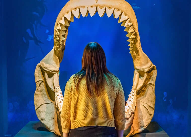 Shark Exhibit 2