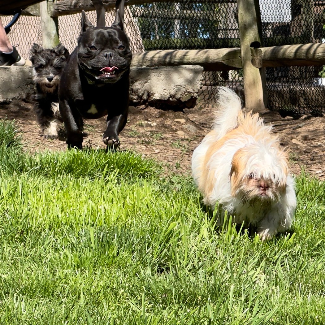 Stamford Dog Park 1