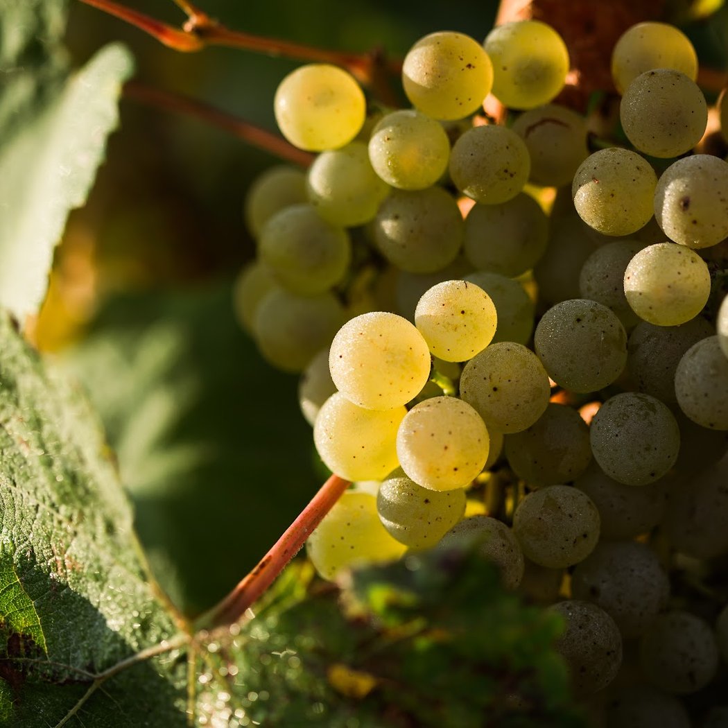 Domaine des Sylphes 1