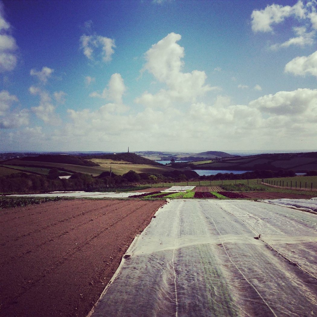 Padstow Kitchen Garden 2