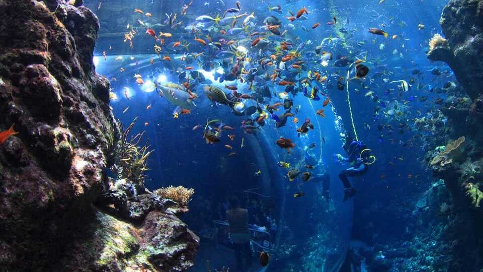 Coral Reef Dive 1