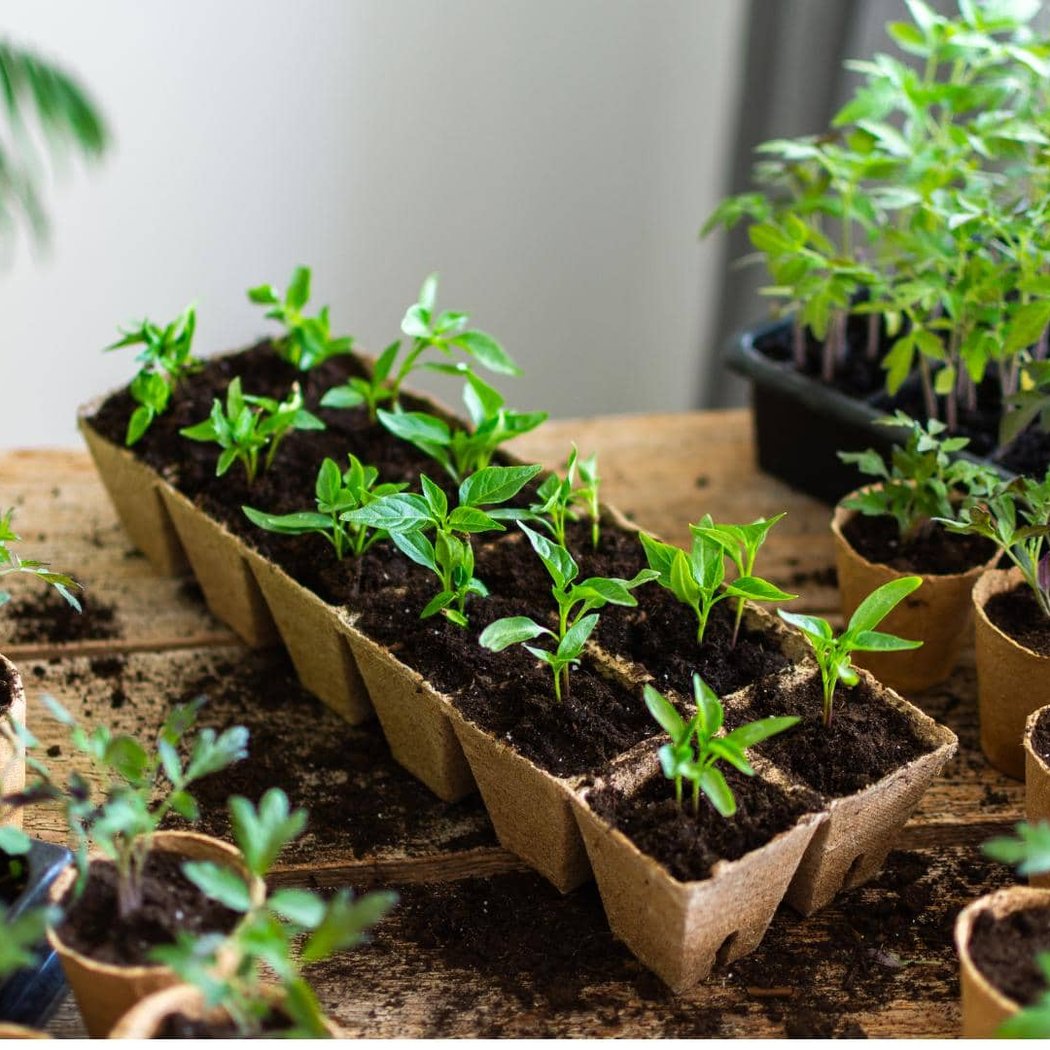Saving Seeds Successfully: Grow More for Less 2