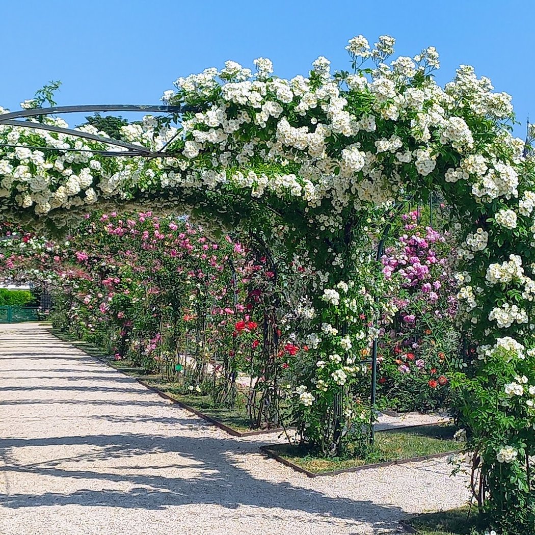 Déambulation au parc de la Roseraie 1