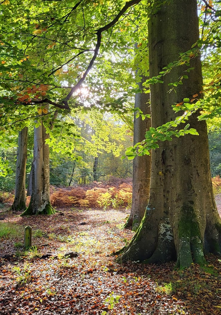 Bain de forêt musical 1