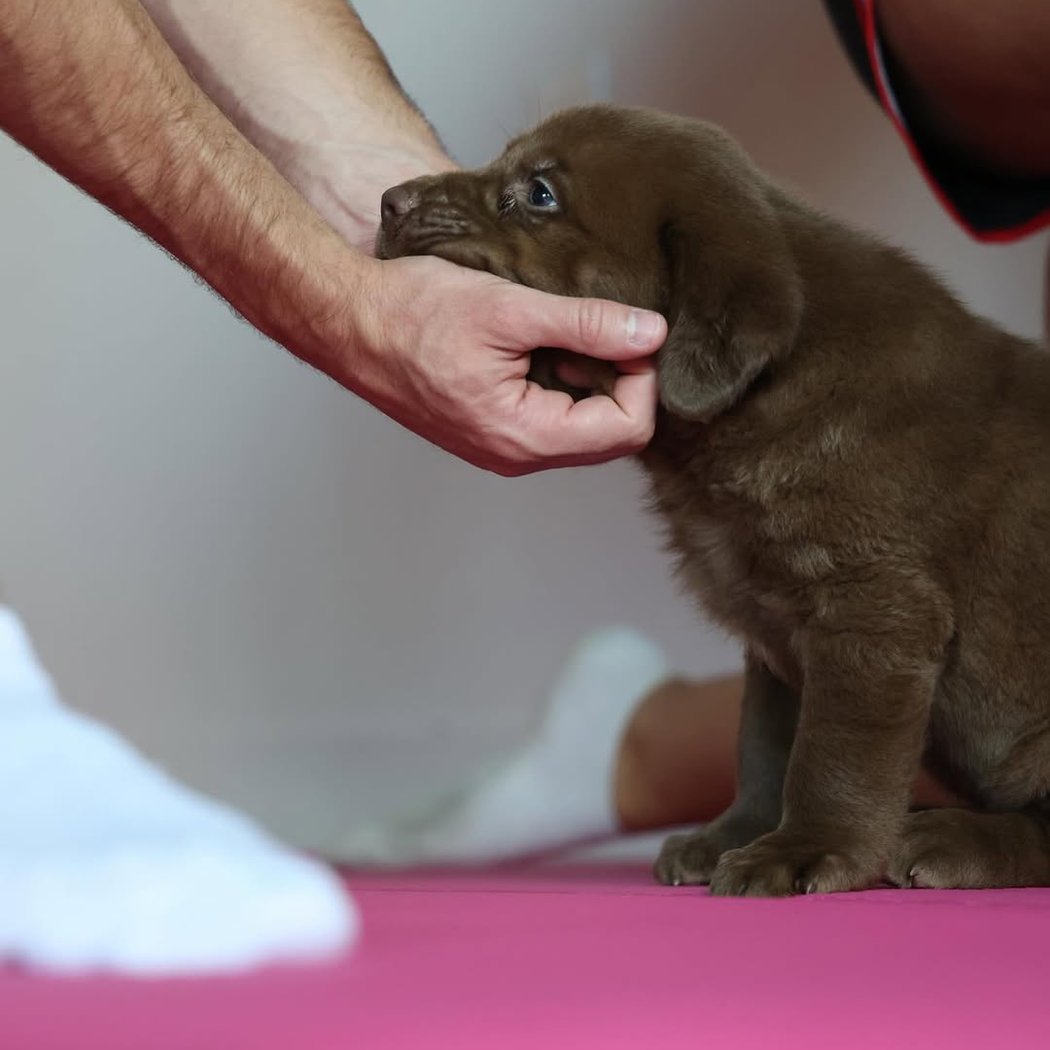 Labrador Puppy Yoga 2