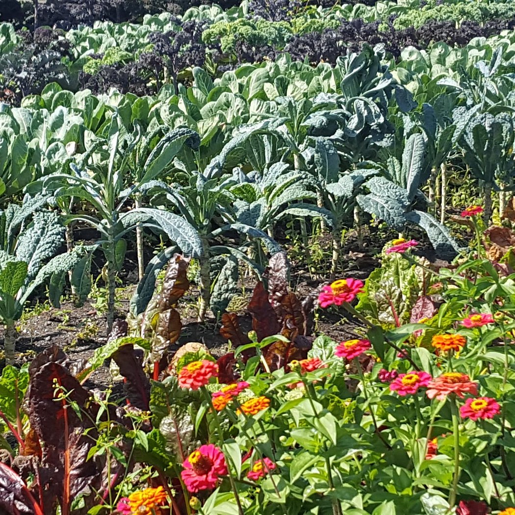 Edgemere Farm 1