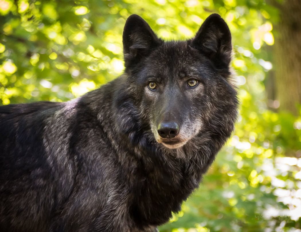 Wolf Keeper Talk 1