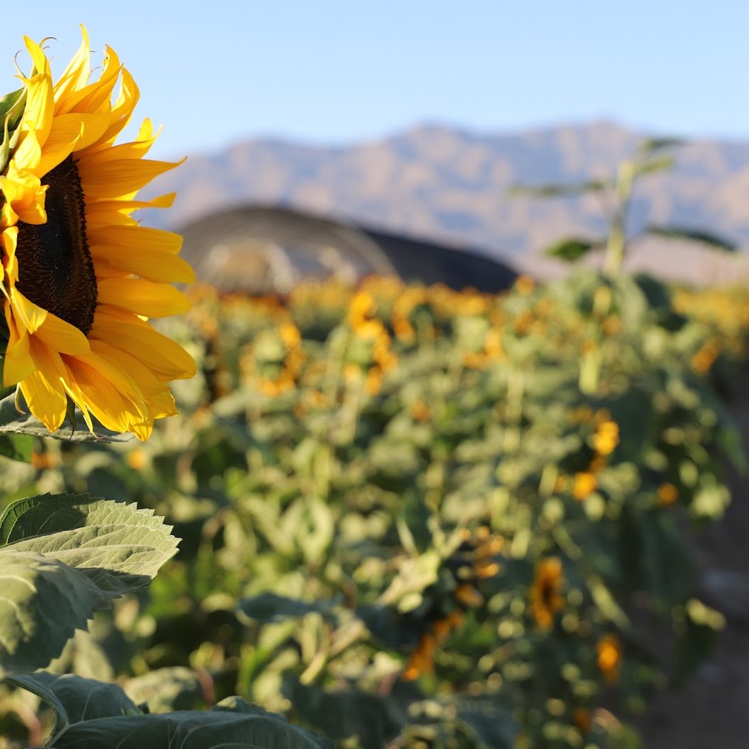 Sunflower Days 2