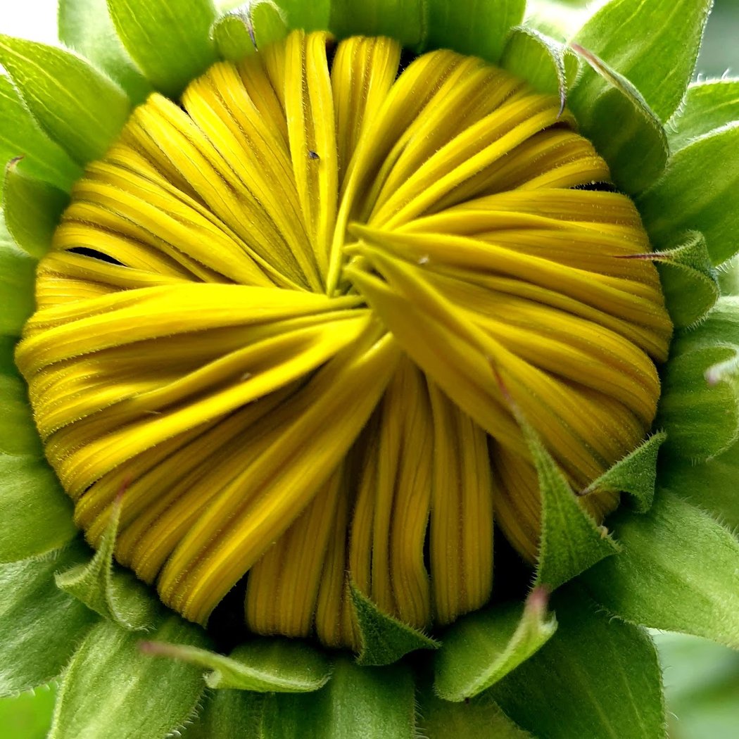 L’art de la taille au Jardin 1