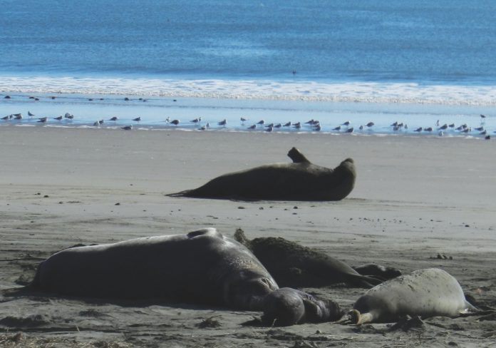 Drakes Beach 3