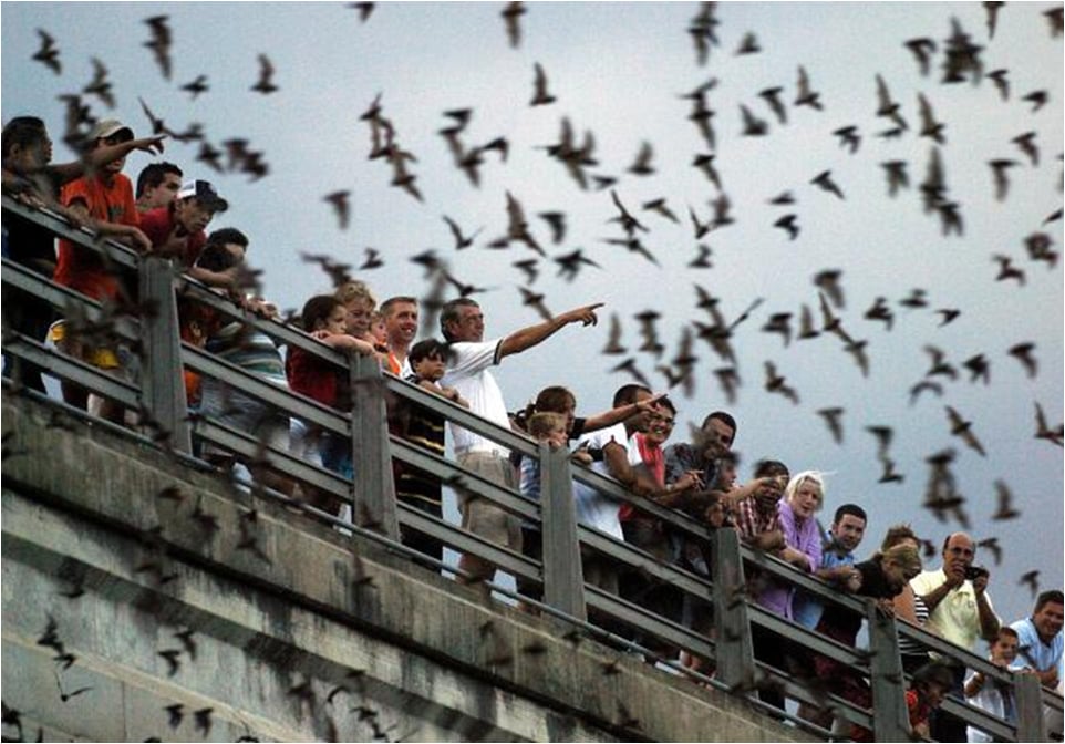 Bat Chat 1