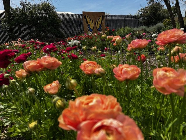You-Pick Flowers 2