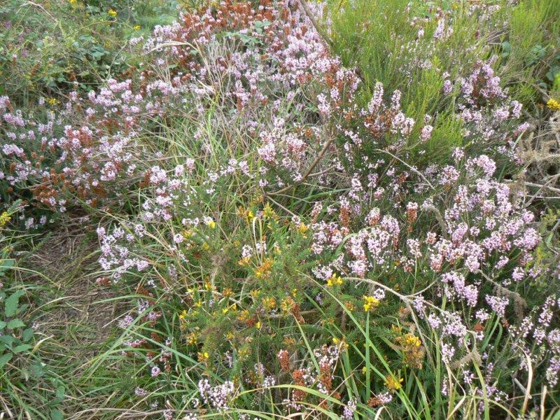 Landes De Bilais 2