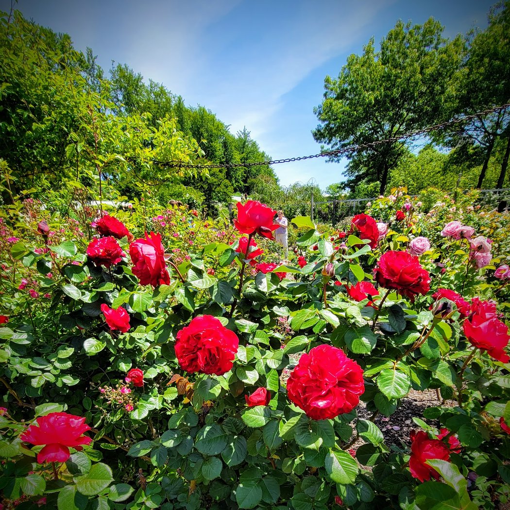 Cranford Rose Garden 3