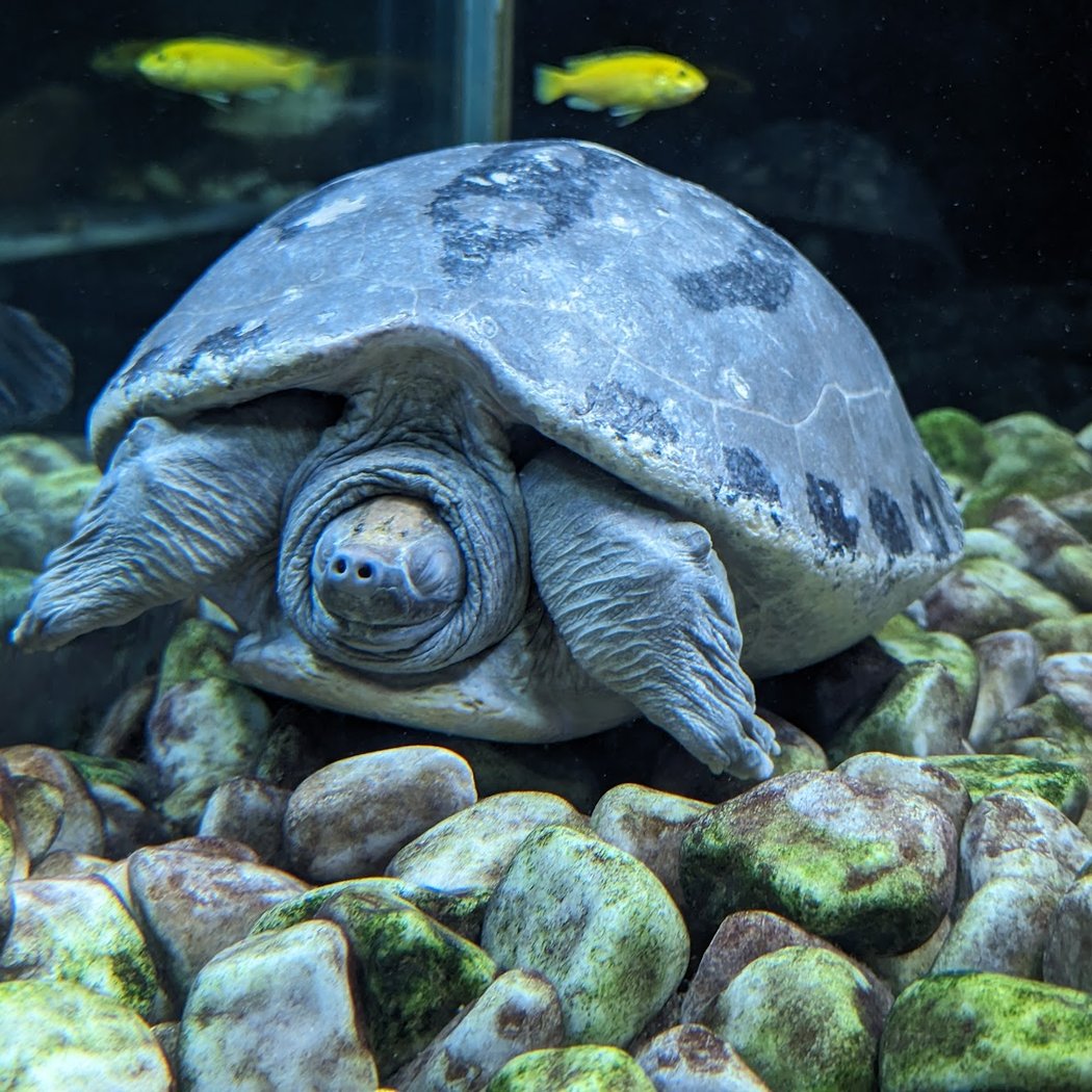 The Turtles Village of Carnoules 1